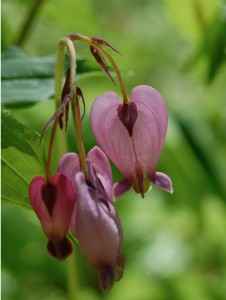 Bleeding Heart 626w