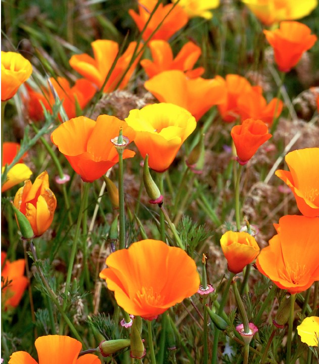 california poppy flower essence