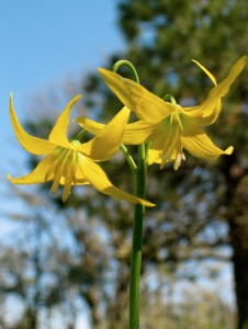 Glacier Lily 626w
