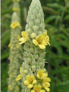 Mullein