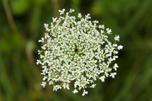 Queen Anne's Lace