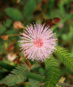Sensitive Plant626w