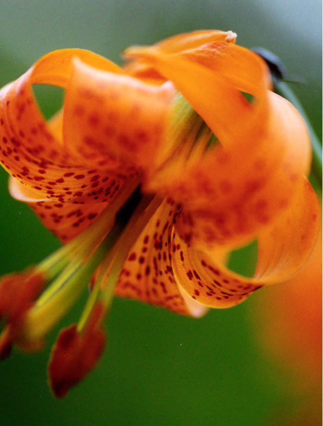 Tiger Lily Flower Essence | 3 Flowers Healing