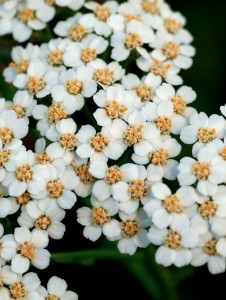 Yarrow 626w