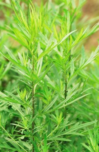 Mugwort