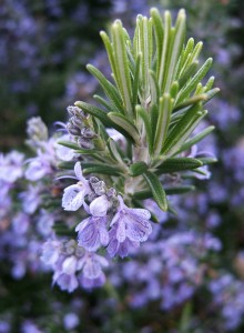 Rosemary