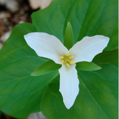 Trillium