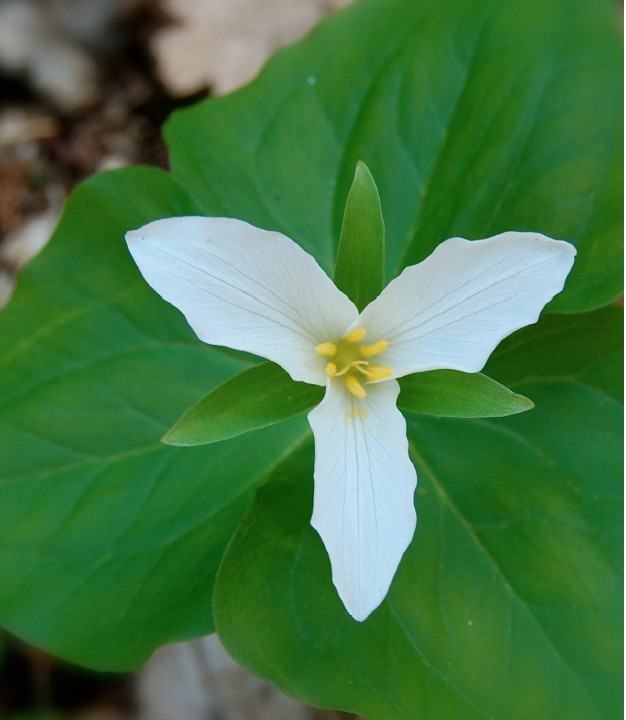 Trillium Flower Essence | 3 Flowers Healing