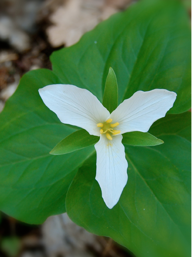 Trillium