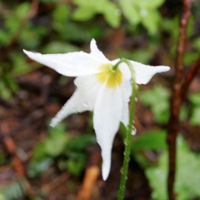 Avalanche Lily