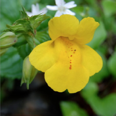 Monkey Flower