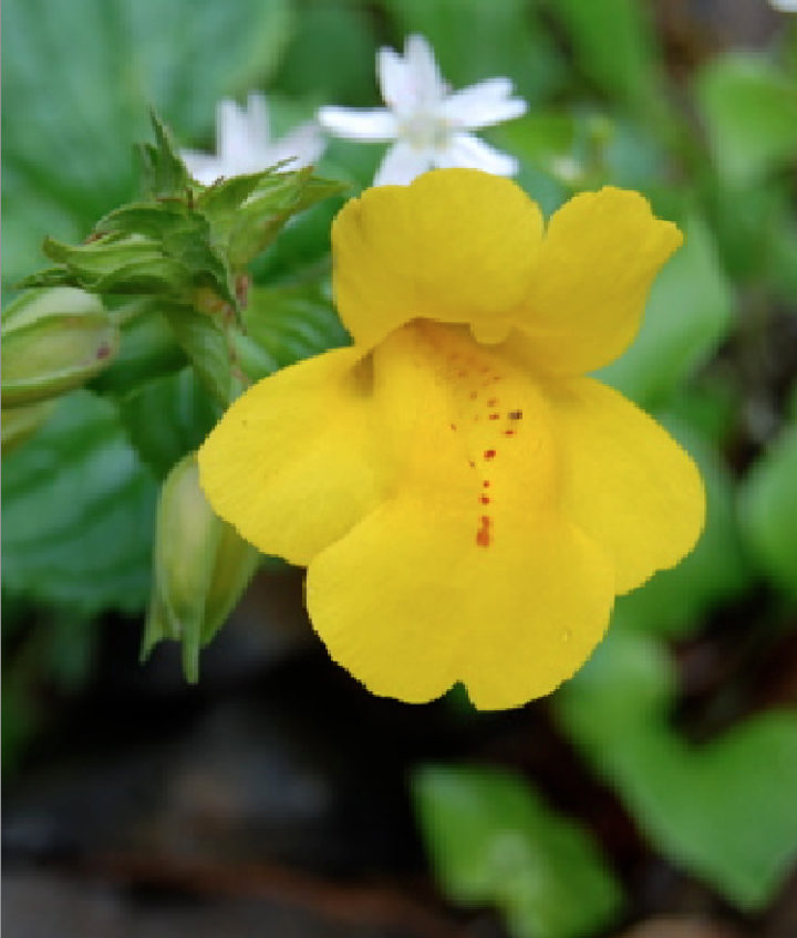 Monkey Flower