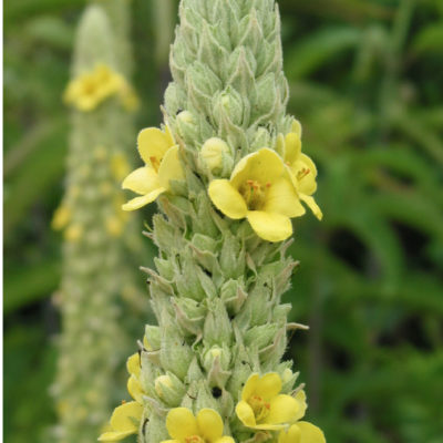 Mullein