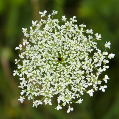 Queen Anne's Lace