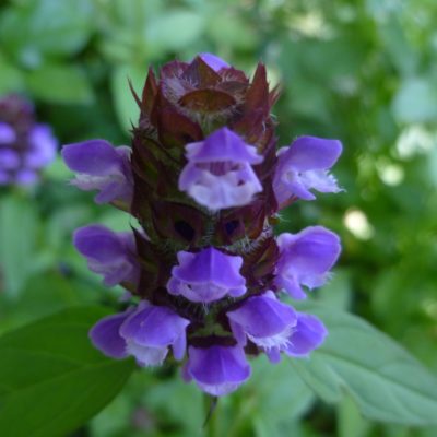 Self Heal by Jesse Taylor