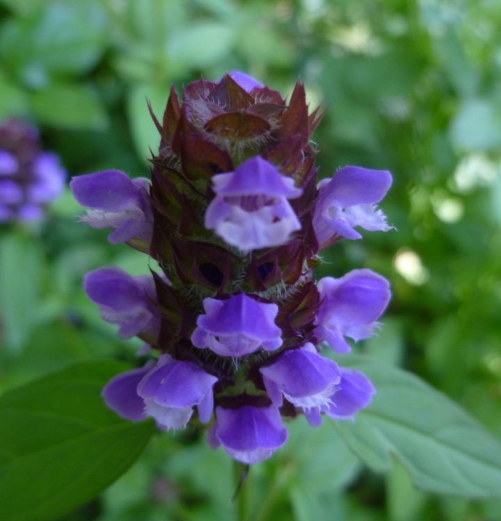 Self Heal by Jesse Taylor