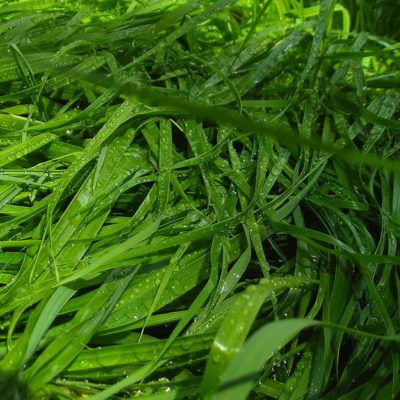 Sweet Grass