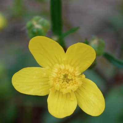 The Dalles Mt Buttercup