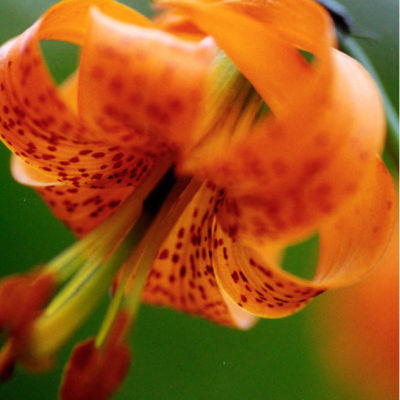 Tiger Lily