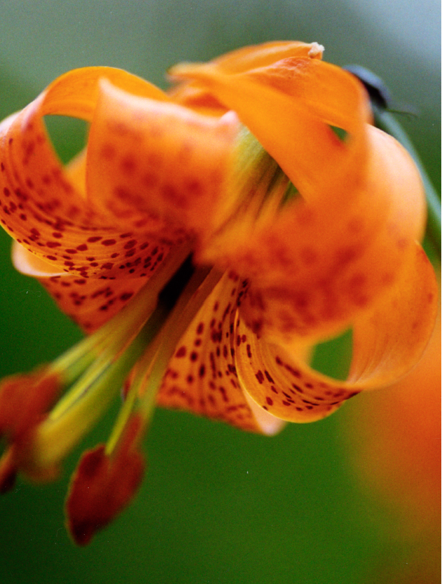 Tiger Lily