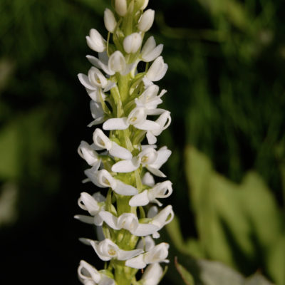 White Bog Orchid 626w