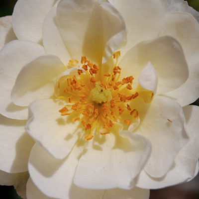 White Rose 626w