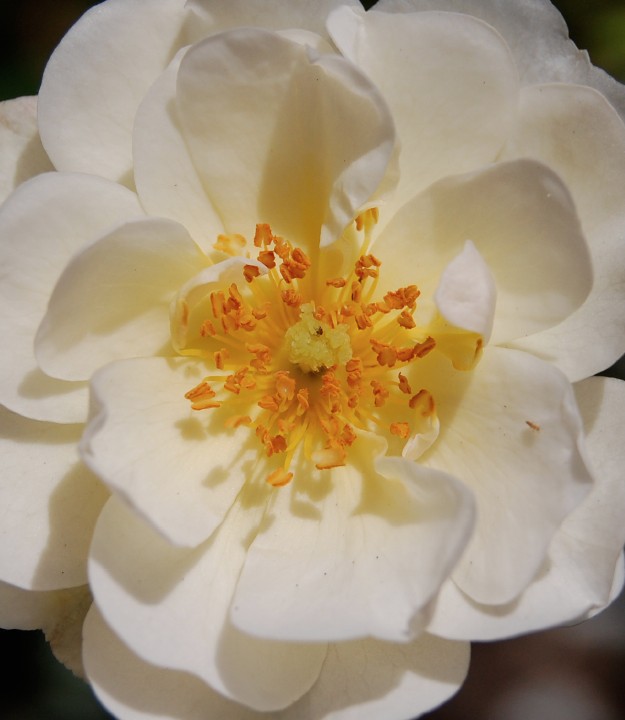 White Rose 626w