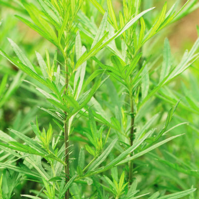 Mugwort