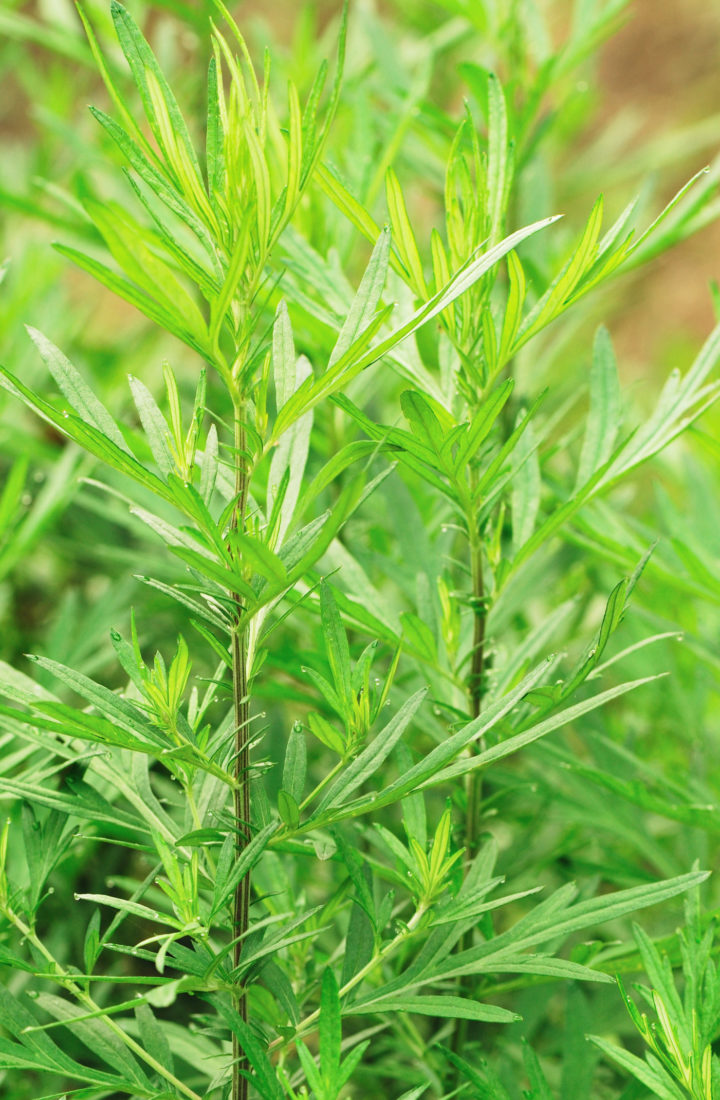 Mugwort