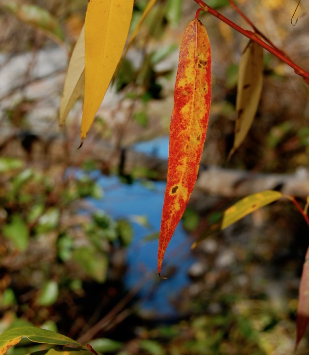 willow 626w