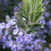 Rosemary